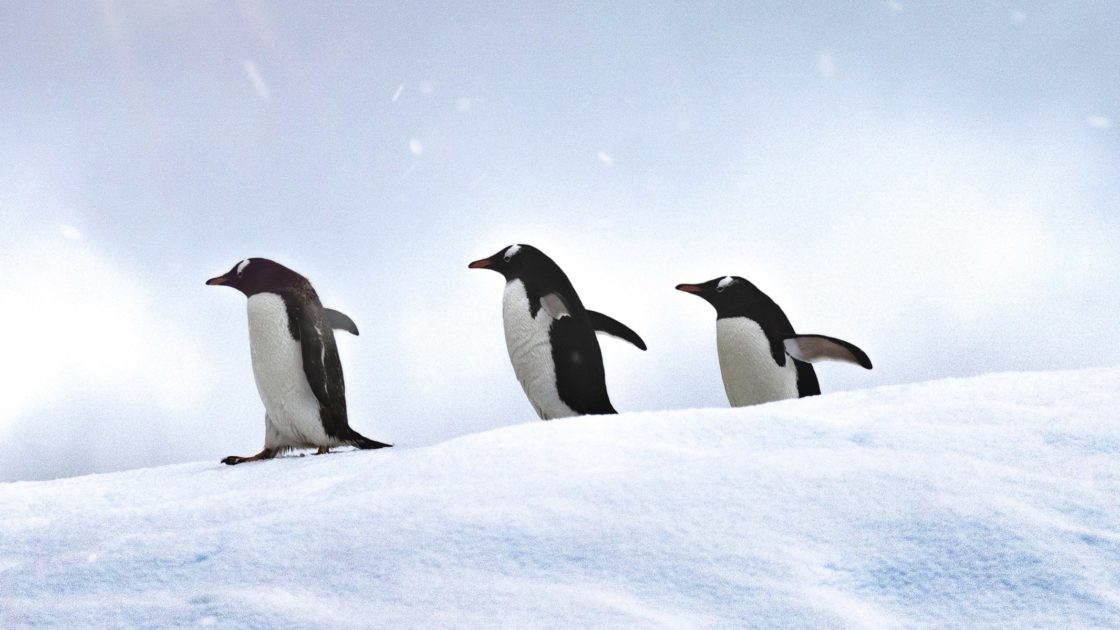 wallpaper et fond d'écran pengouins penguins animals animaux nature beau beautiful photo photographie photography