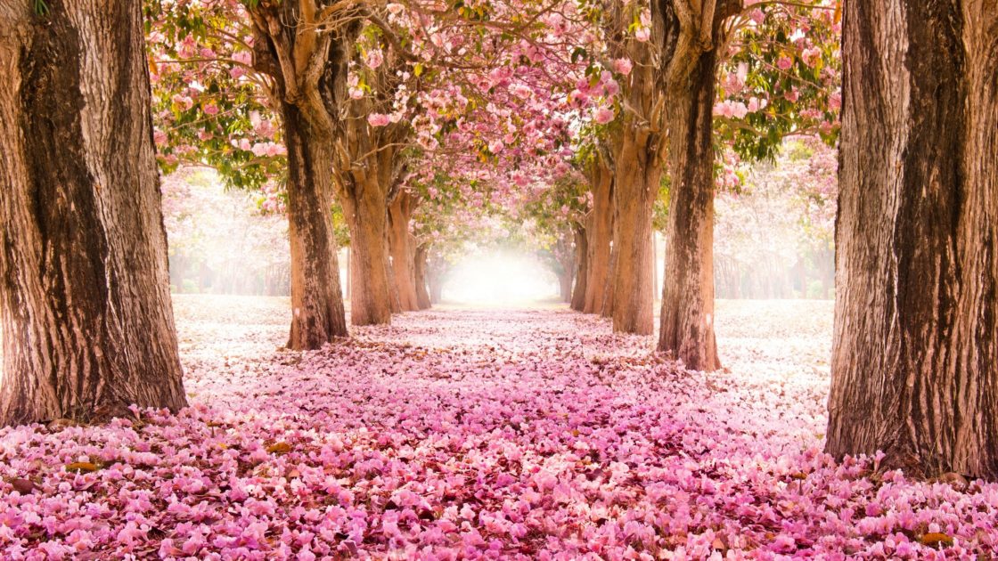 wallpaper et fond d'écran printemps fleurs flowers fleuri blooming spring saison nature paysage sakura Japonais photo photographie photography cerisiers