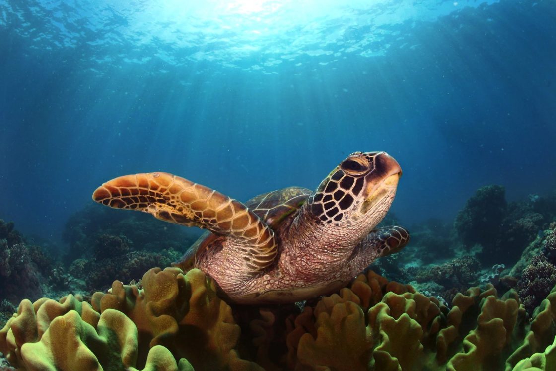 wallpaper et fond d'écran Tortue de mer sea turtle nature animals animaux belle beautiful nager aquatique photo photographie