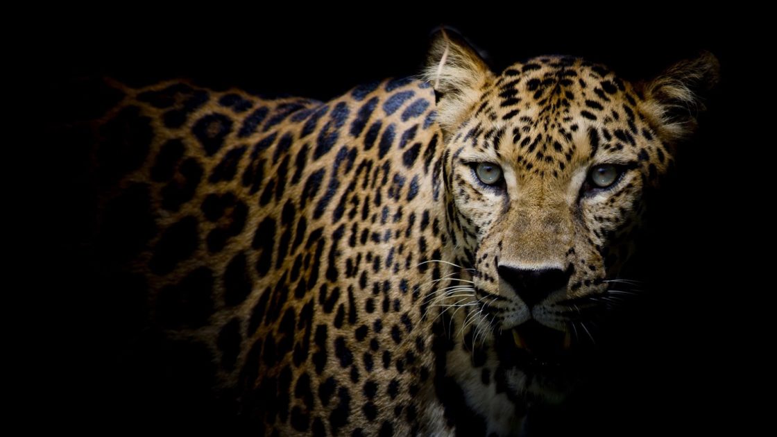 wallpaper et fond d'écran belle panthère jaguar beautiful panther félin feline portrait animals animaux fauve photo sauvage photographie photography