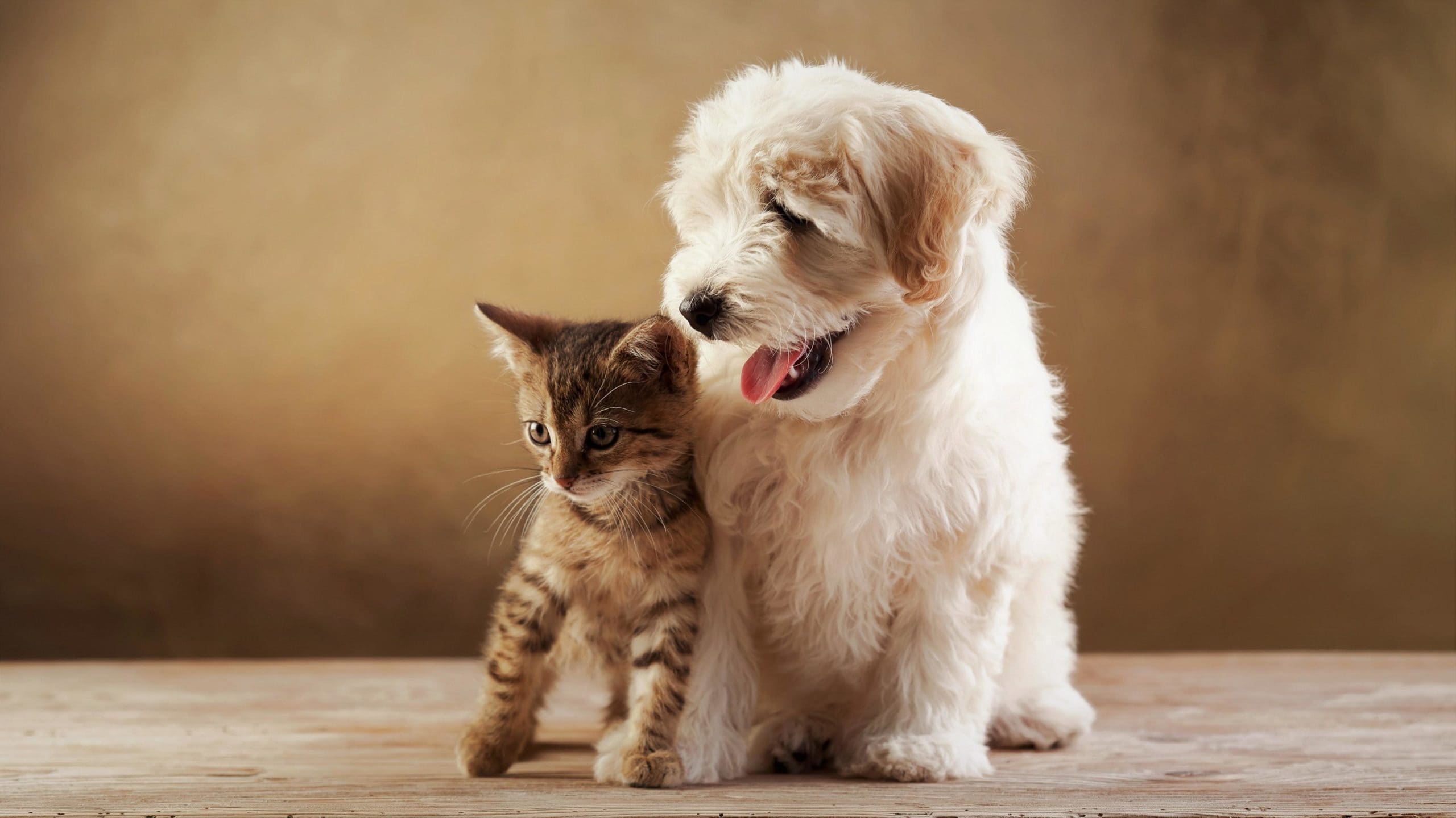 wallpaper et fond d'écran chat chien dog cat complice tendresse animals animaux chaton kitten mignon cute photo photographie photography