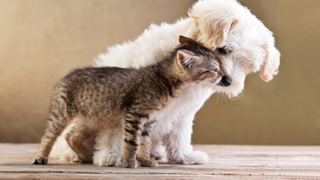 wallpaper et fond d'écran chat chien dog cat complice tendresse animals animaux chaton kitten mignon cute photo photographie photography