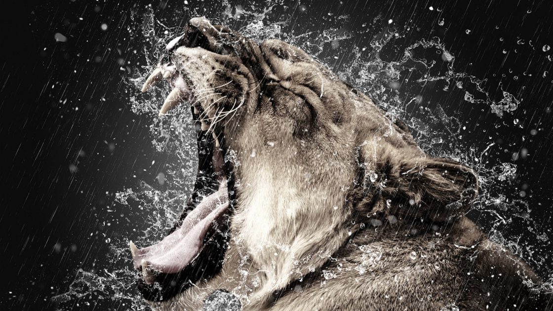 wallpaper et fond d'écran félin fauve rugir feline roar animals animaux lion portrait photo graphique photographie photography