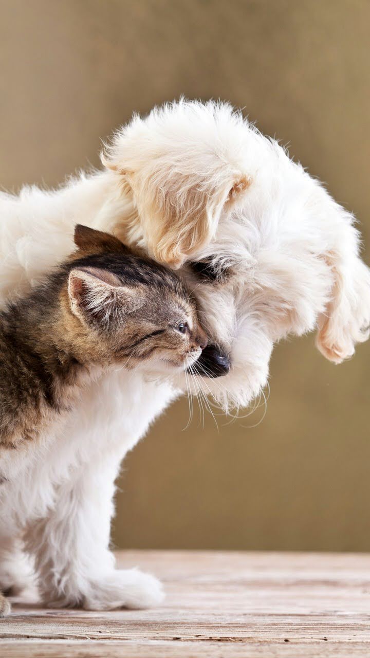 wallpaper et fond d'écran chat chien dog cat complice tendresse animals animaux chaton kitten mignon cute photo photographie photography