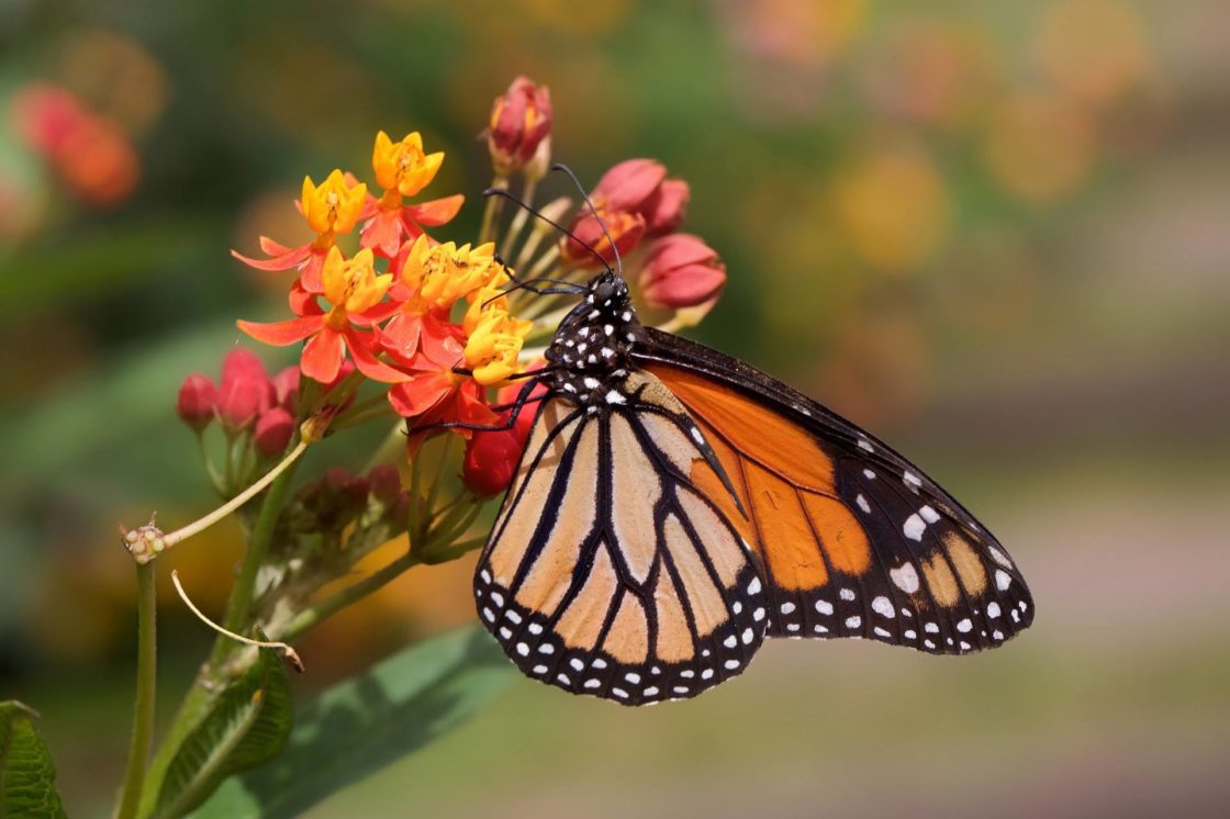 wallpaper et fond d'écran papillon fleur butterfly flower macro nature fleuri beau beautiful animals animaux insecte photo photographie