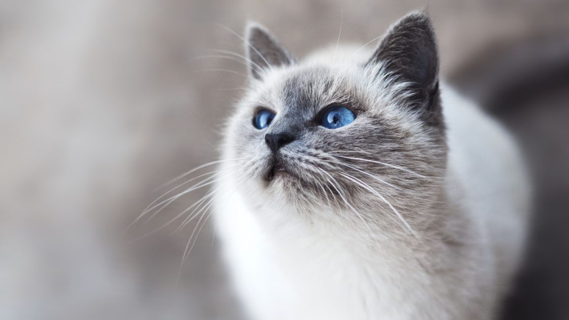 wallpaper et fond d'écran beau chat beautiful cat yeux portrait mignon cute animals animaux feline sacré de Birmanie félin photo photographie photography