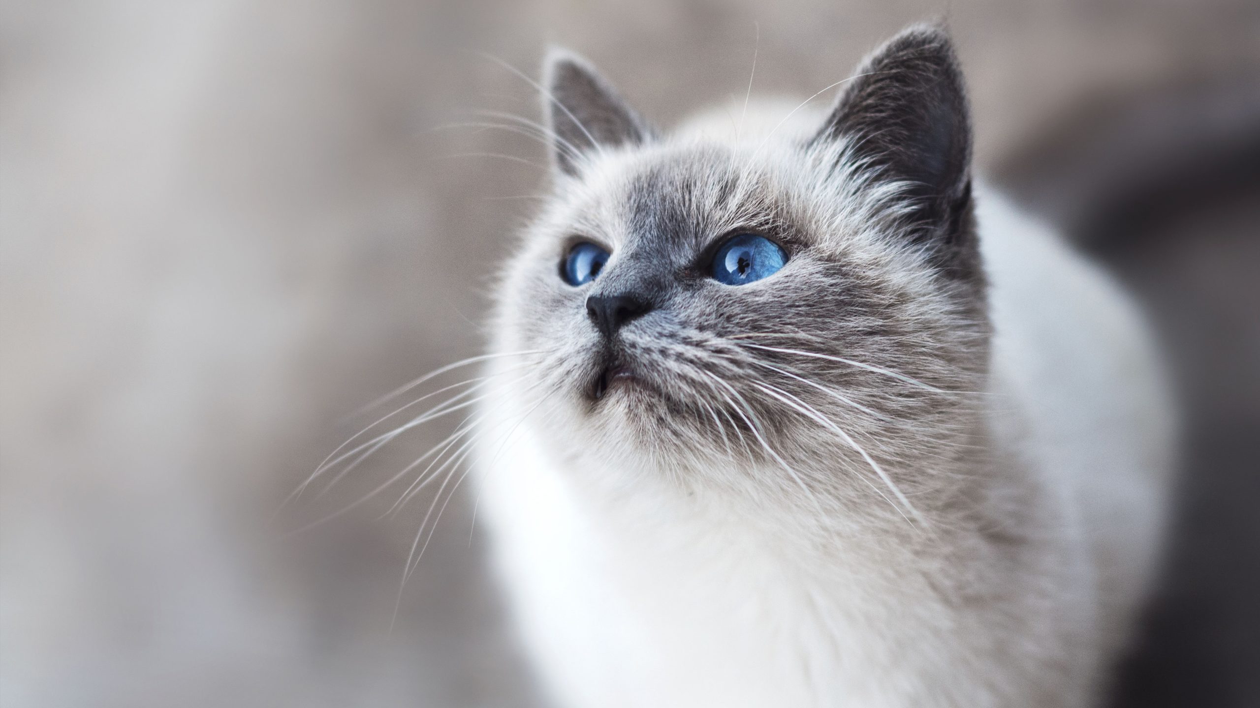 wallpaper et fond d'écran beau chat beautiful cat yeux portrait mignon cute animals animaux feline félin photo photographie photography