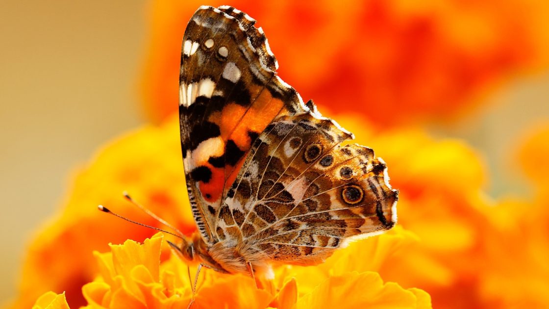 wallpaper et fond d'écran beau papillon beautiful butterfly insecte voler nature macro insect butiner photo photographie photography