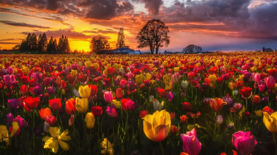 wallpaper et fond d'écran champ de tulipes field tulip fleurs flowers fleuri jardin photo photographie photography