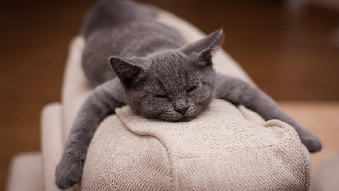 wallpaper et fond d'écran chat cat repos rest fatigué humour humor drôle funny animals animaux photo photographie