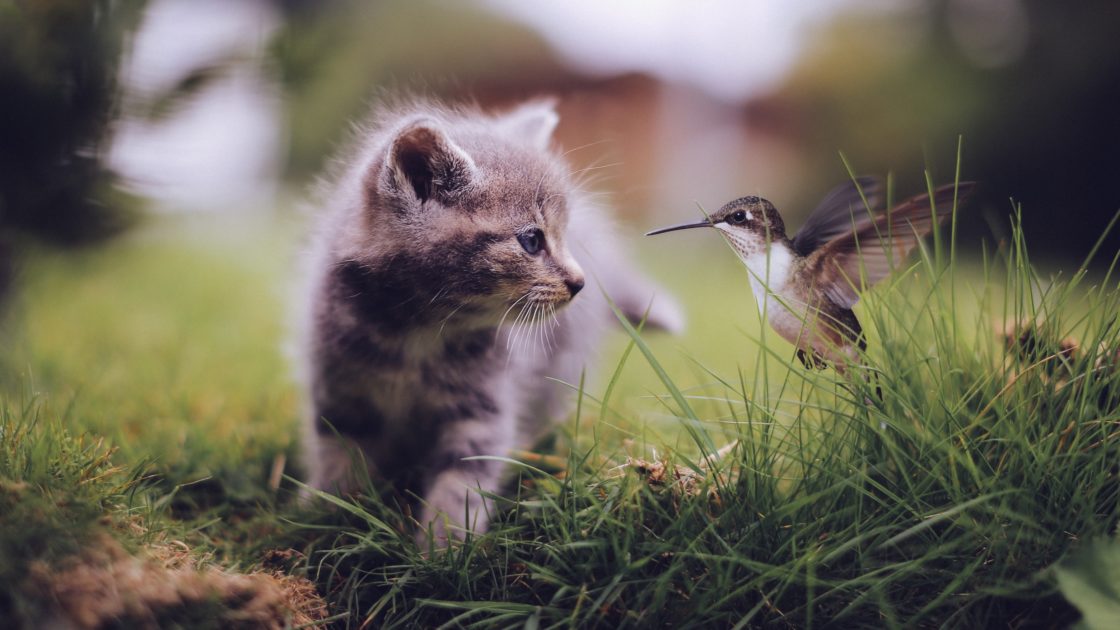 wallpaper et fond d'écran chat chaton bird oiseau nature mignon cute animals animaux photographie photo photography