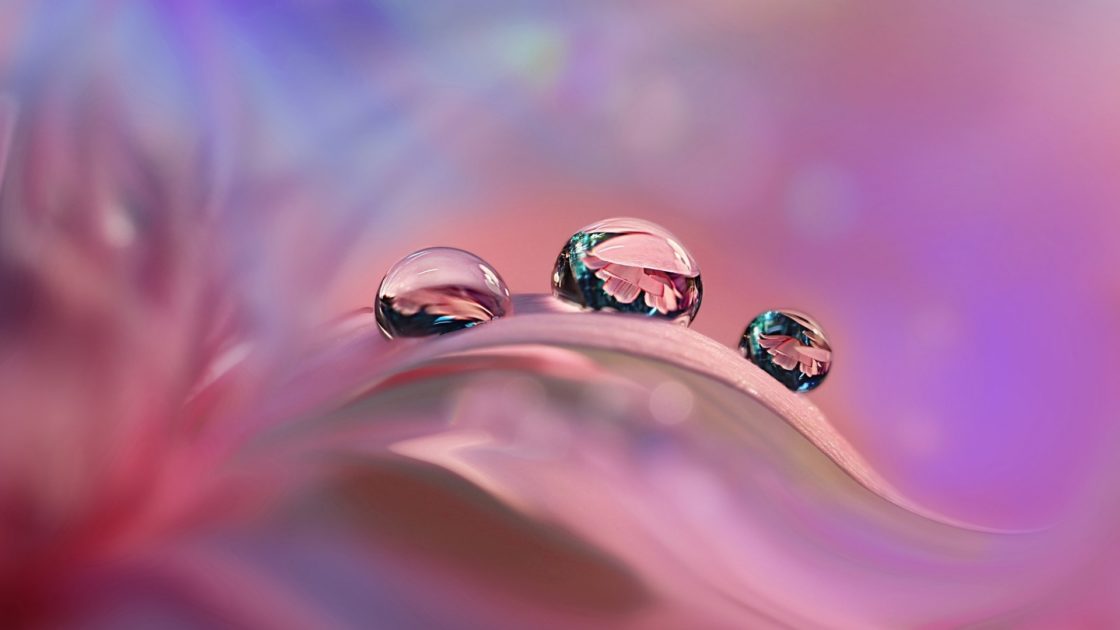 wallpaper et fond d'écran goutte fleurs flowers drops eau macro nature pétales petals fleuri photo photographie
