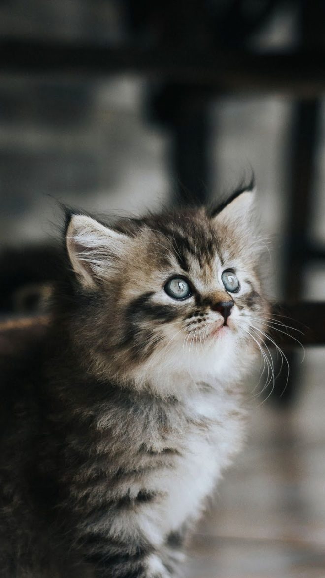 wallpaper et fond d'écran mignon chaton cute kitten animals animaux félin feline photo portrait photographie photography