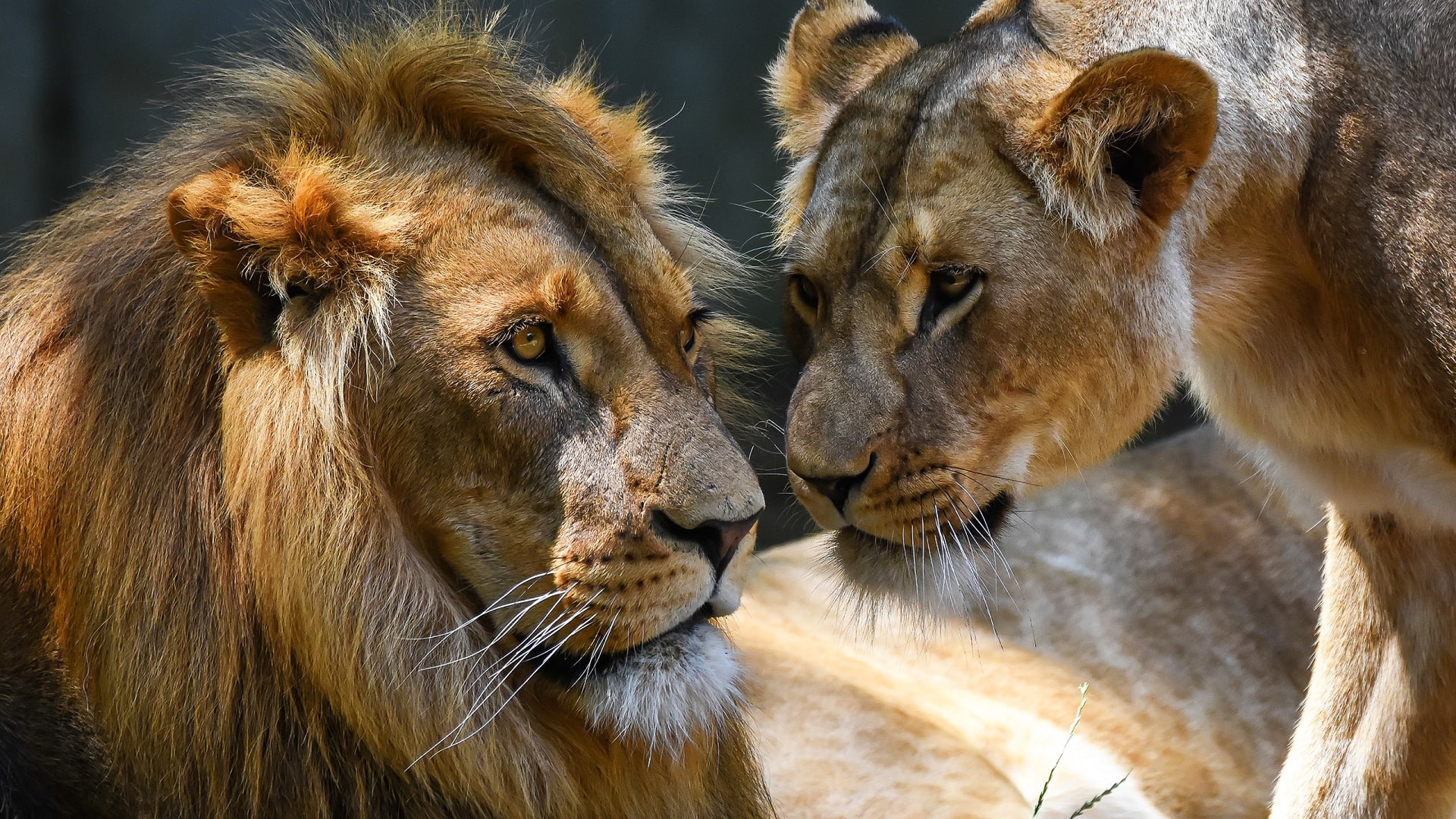 wallpaper et fond d'écran lion et lionne tendresse tenderness félin feline fauve animals animaux complicité sauvage photo photographie photography