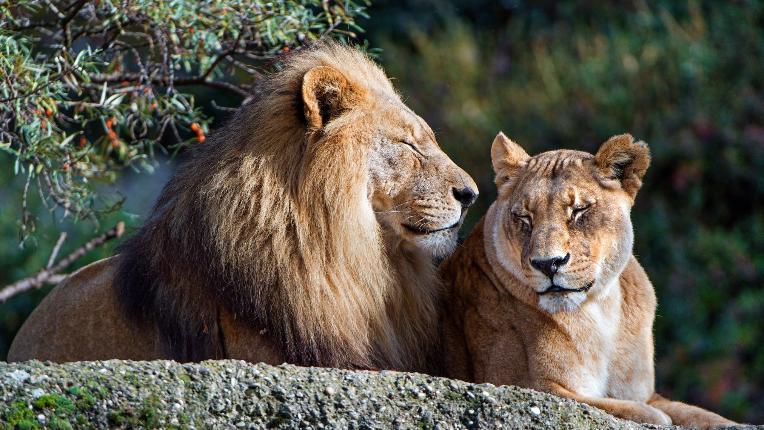 wallpaper et fond d'écran lion et lionne tendresse tenderness félin feline fauve animals animaux complicité sauvage photo photographie photography