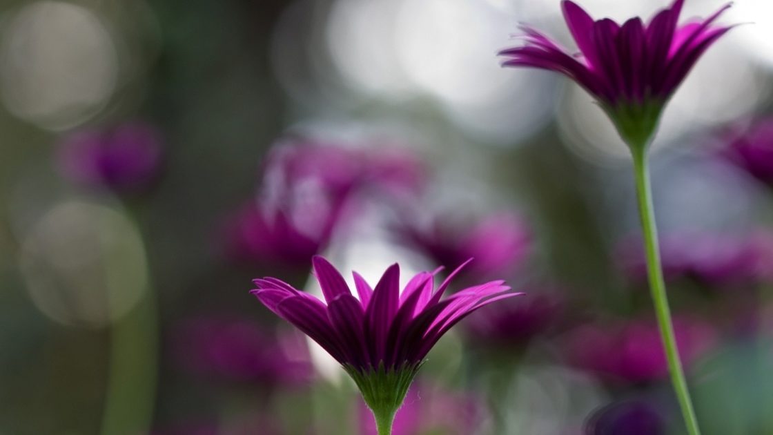 wallpaper et fond d'écran fleur violette purple flower fleuri pétales macro nature belle beautiful photo photographie photography