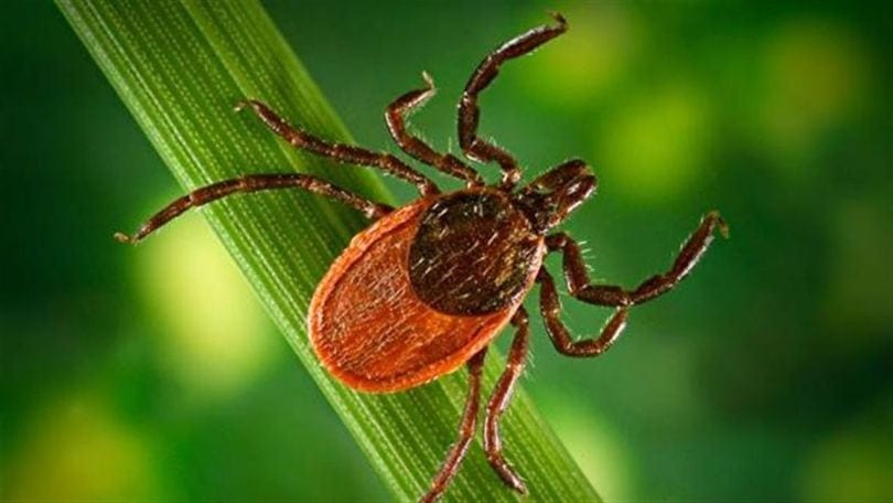 Absente pour faire Examens Santé maladie de Lyme santé health médecin antibiotique médicament