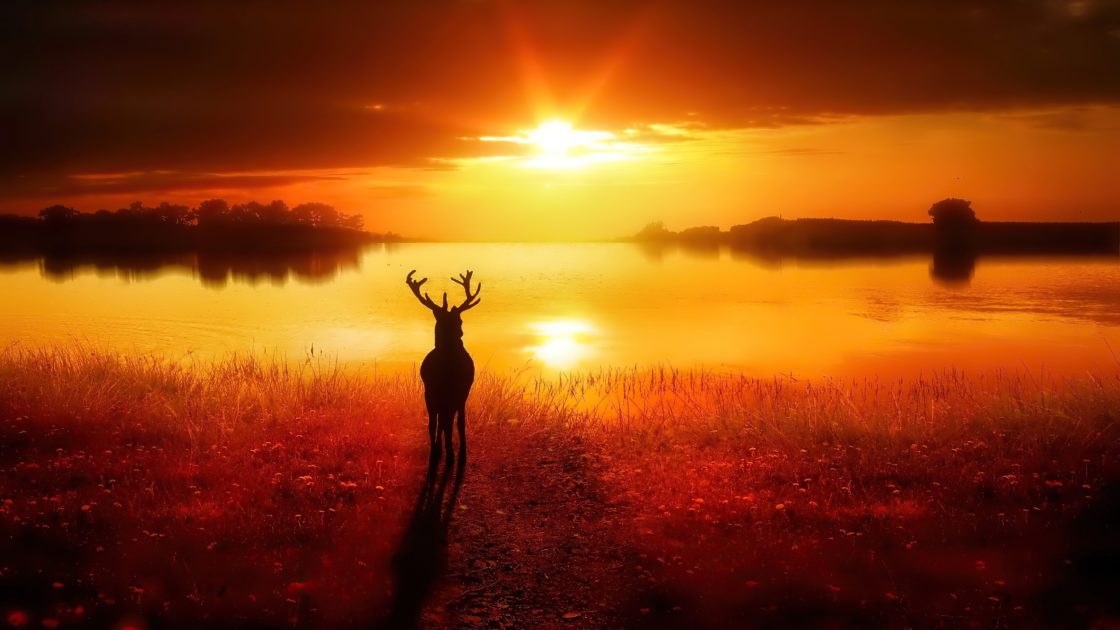 wallpaper et fond d'écran Cerf Deer sunset coucher de soleil paysage nature couleurs magnifique soleil sun photo photographie photography