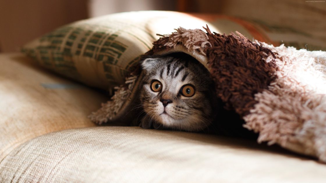 wallpaper et fond d'écran chat cat caché couverture animals animaux félin amusant mignon cute photo photographie