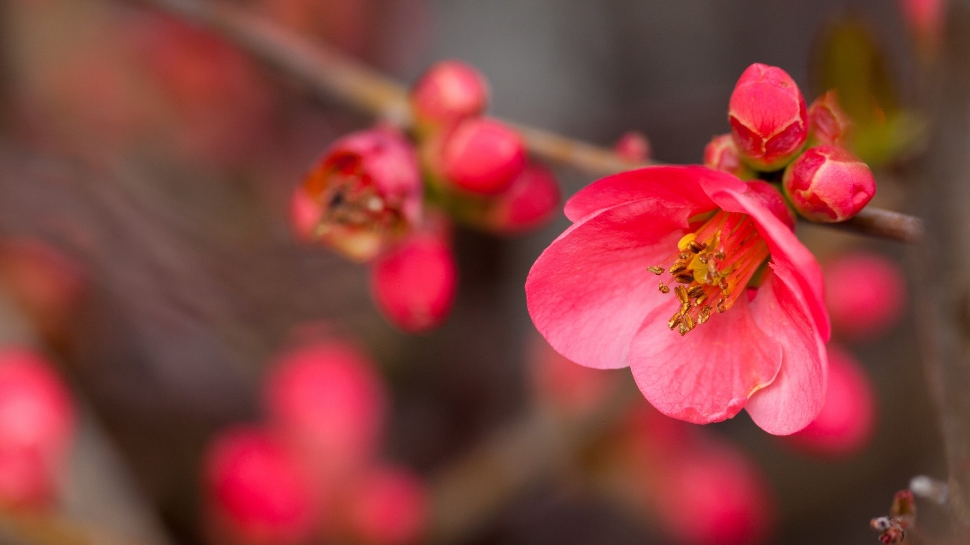 wallpaper et fond d'écran fleurs flowers roses pétales fleuri nature macro pink jardin belle beautiful photo photographie photography