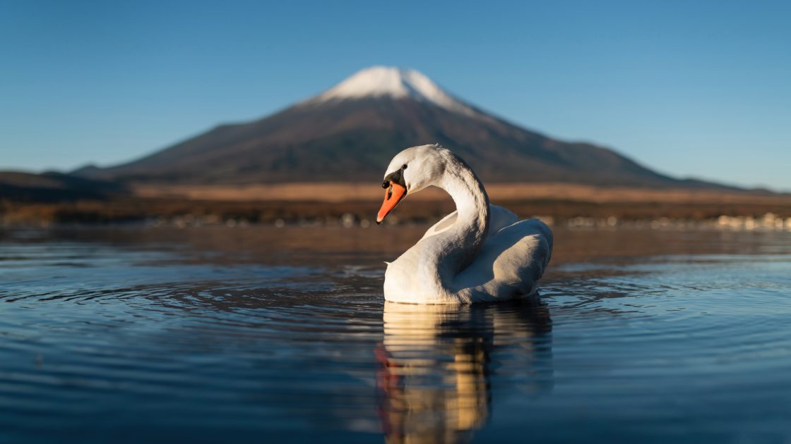 wallpaper et fond d'écran lac lake cygne swan Mont Fuji Japon Japan Asie Asiatique voyage travel paysage nature oiseau animals tourisme tourist photo photographie