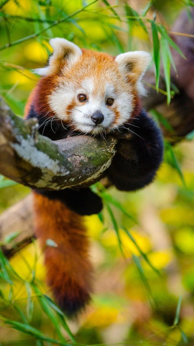 wallpaper et fond d'écran panda roux red animals animaux Asie emblème asiatique beau mignon beautiful cute photographie photo photography