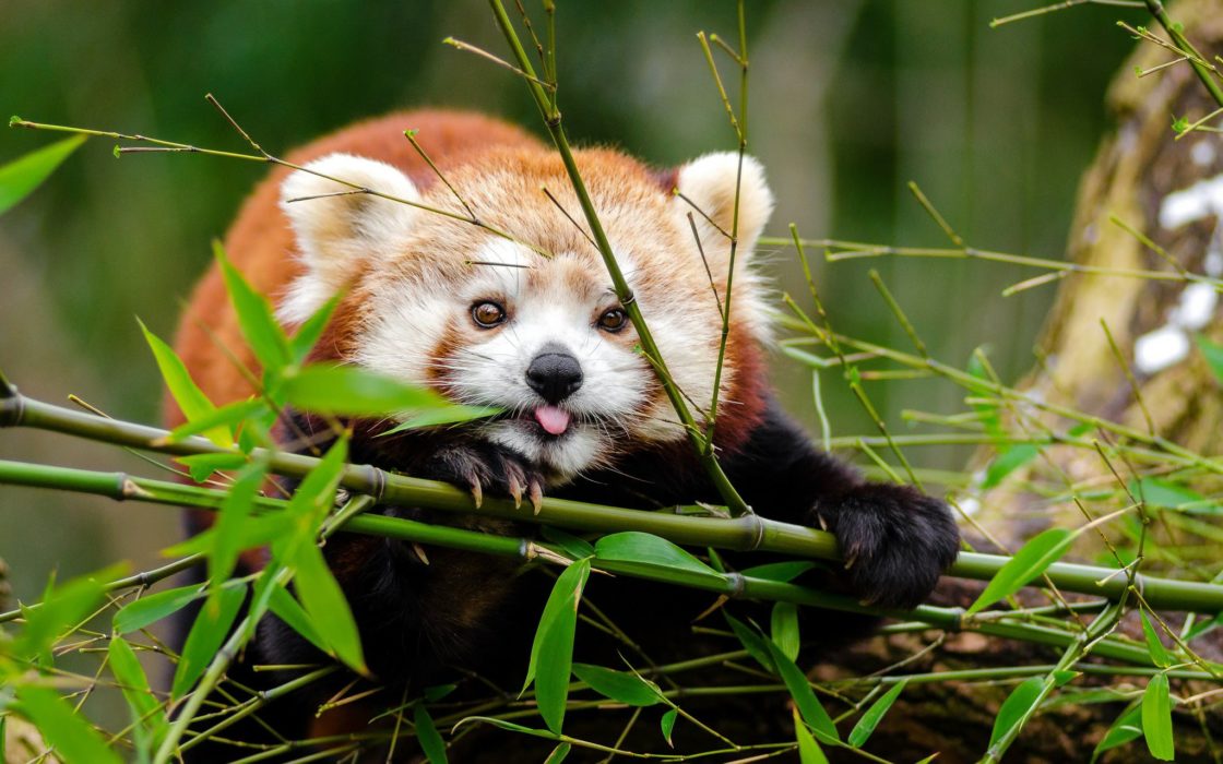 wallpaper et fond d'écran panda roux red panda animals animaux beau beautiful nature Asie Asiatique emblème photo photographie photography