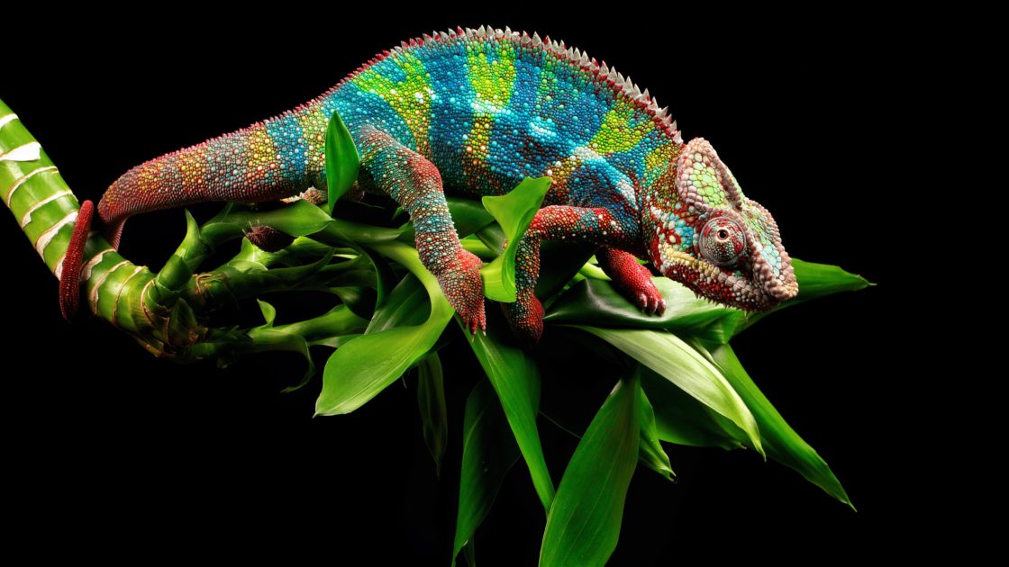 wallpaper et fond d'écran beau caméléon beautiful animals animaux nature couleur photo photographie photography
