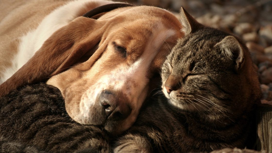 wallpaper et fond d'écran amitié chien chat cat dog friendship tendresse dormir amis animal domestique animals animaux mignon complicité cute photo photographie photography