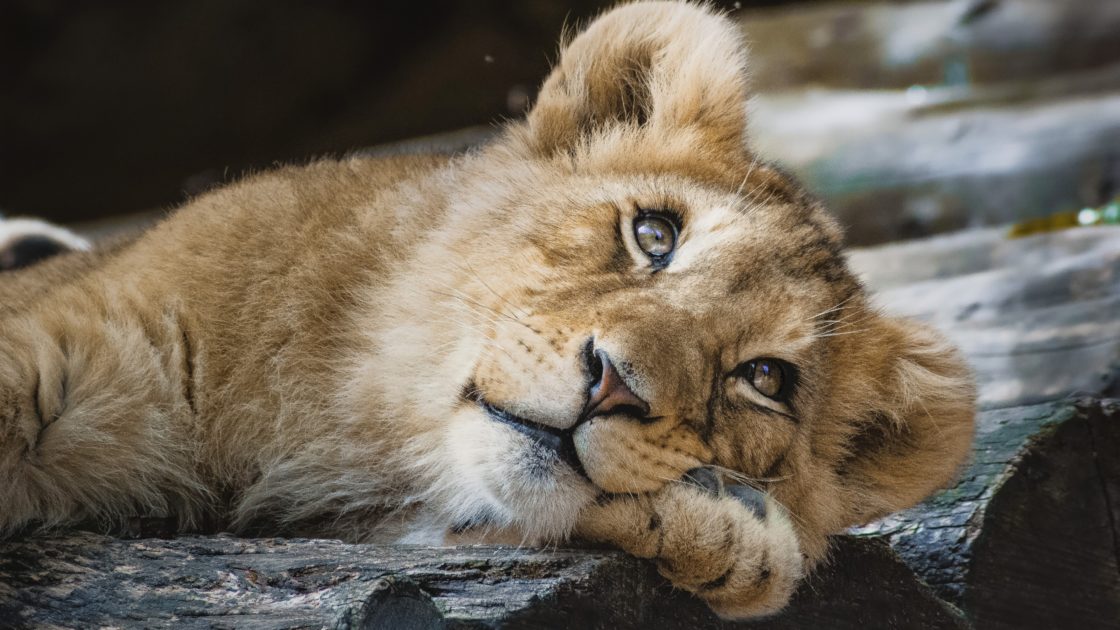 wallpaper et fond d'écran beau lionceau beautiful Lion cub félin feline baby lion leo animals animaux fauve sauvage photo photographie photography