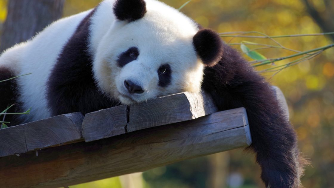 wallpaper et fond d'écran beau Panda beautiful animals animaux Asie Chine emblème Asiatique zoo photo photographie photography