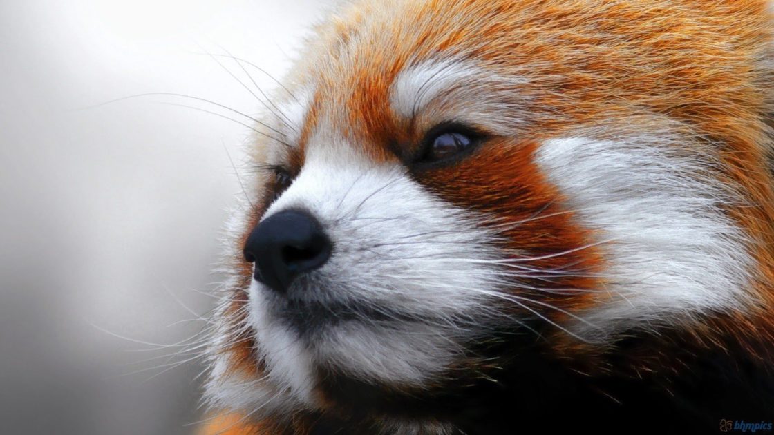 wallpaper et fond d'écran beau panda roux nice red panda animals animaux portrait Asie emblème symbole Asiatique photo photographie photography