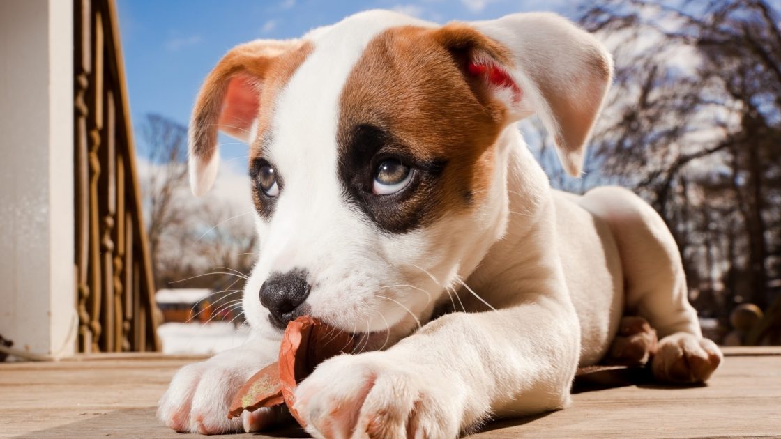wallpaper et fond d'écran Chien dog chiot puppy animals animaux mignon cute photo photographie photography