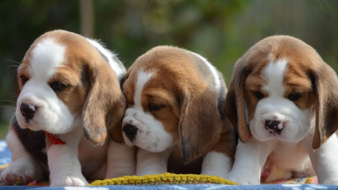 wallpaper et fond d'écran chiots mignons cute puppies dog chien animals animaux beau beautiful portrait race beagle photo photographie photography