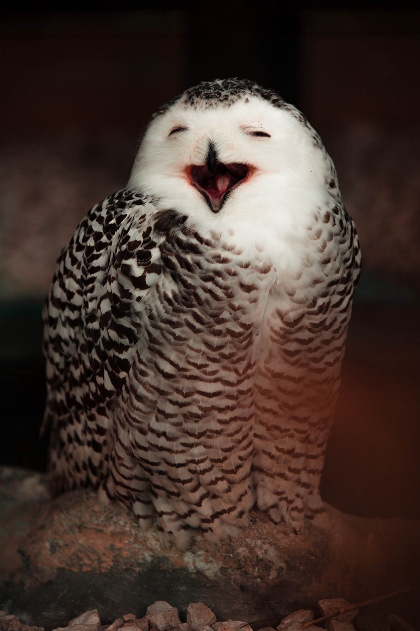 wallpaper et fond d'écran chouette rieuse hibou oiseau rapace animals animaux Laughing owl beau beautiful photo photographie