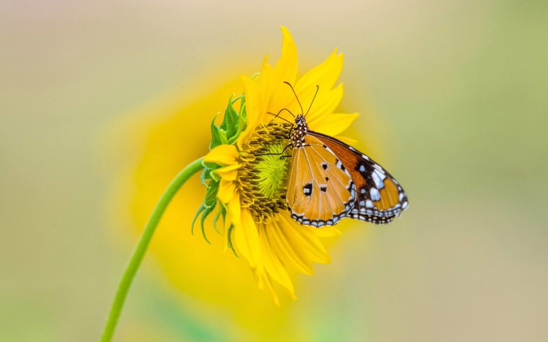 wallpaper et fond d'écran nature fleur flower papillon butterfly voler insecte insect macro douceur sweet photo photographie