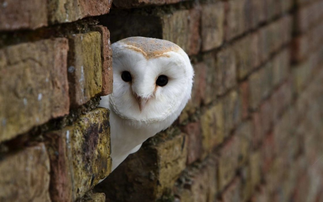 wallpaper et fond d'écran hibou owl bel beautiful oiseau rapace animals animaux chouette photo photographie photography