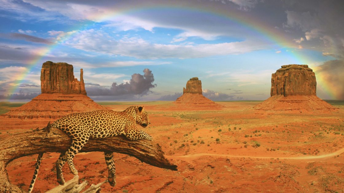 wallpaper et fond d'écran léopard nature paysage animals animaux Monument Valley Arizona landscape Amérique désert voyage travel tourisme tourist photo photographie