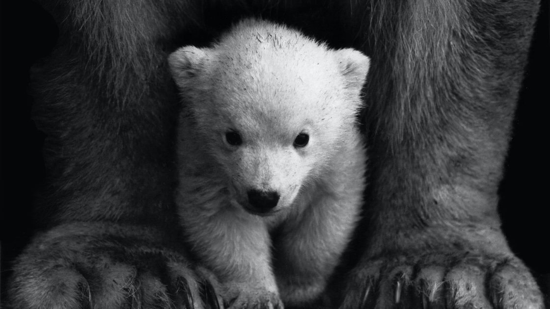 wallpaper et fond d'écran petit ourson Little bear cub noir et blanc teddy animals animaux baby bébé ours bear black and white sauvage photo photographie photography