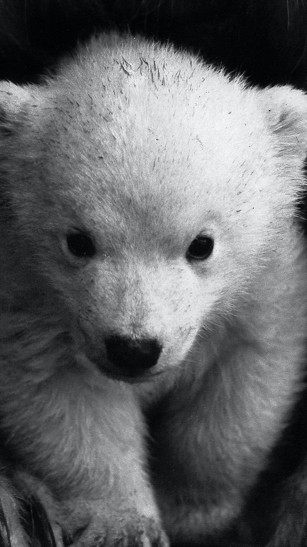 wallpaper et fond d'écran petit ourson Little bear cub noir et blanc teddy animals animaux baby bébé ours bear black and white sauvage photo photographie photography