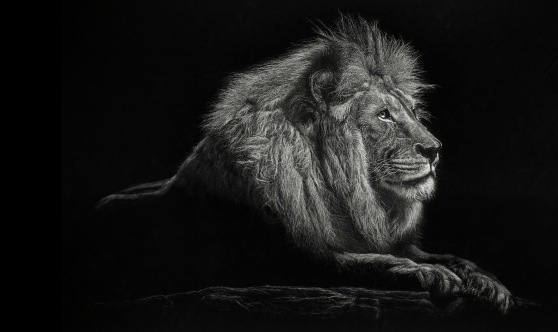 wallpaper et fond d'écran Lions Noir & blanc black and white félin feline animals animaux fauve beau beautiful photo photographie