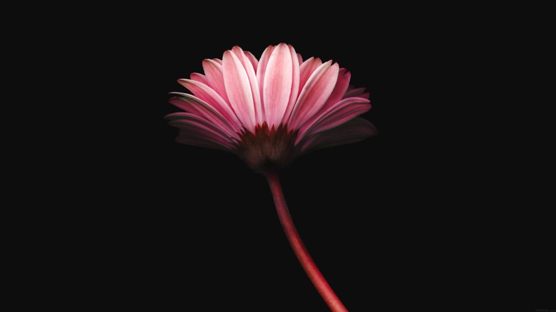 wallpaper et fond d'écran belle fleur nice flower beautiful fleuri jardin nature macro rose pétales photographie photo photography