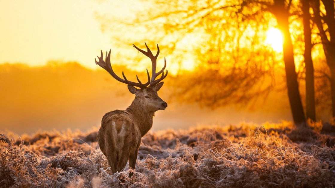 wallpaper et fond 'd'écran cerf nature animals animaux nature paysage automne forêt beau beautiful photo photographie Deer photography