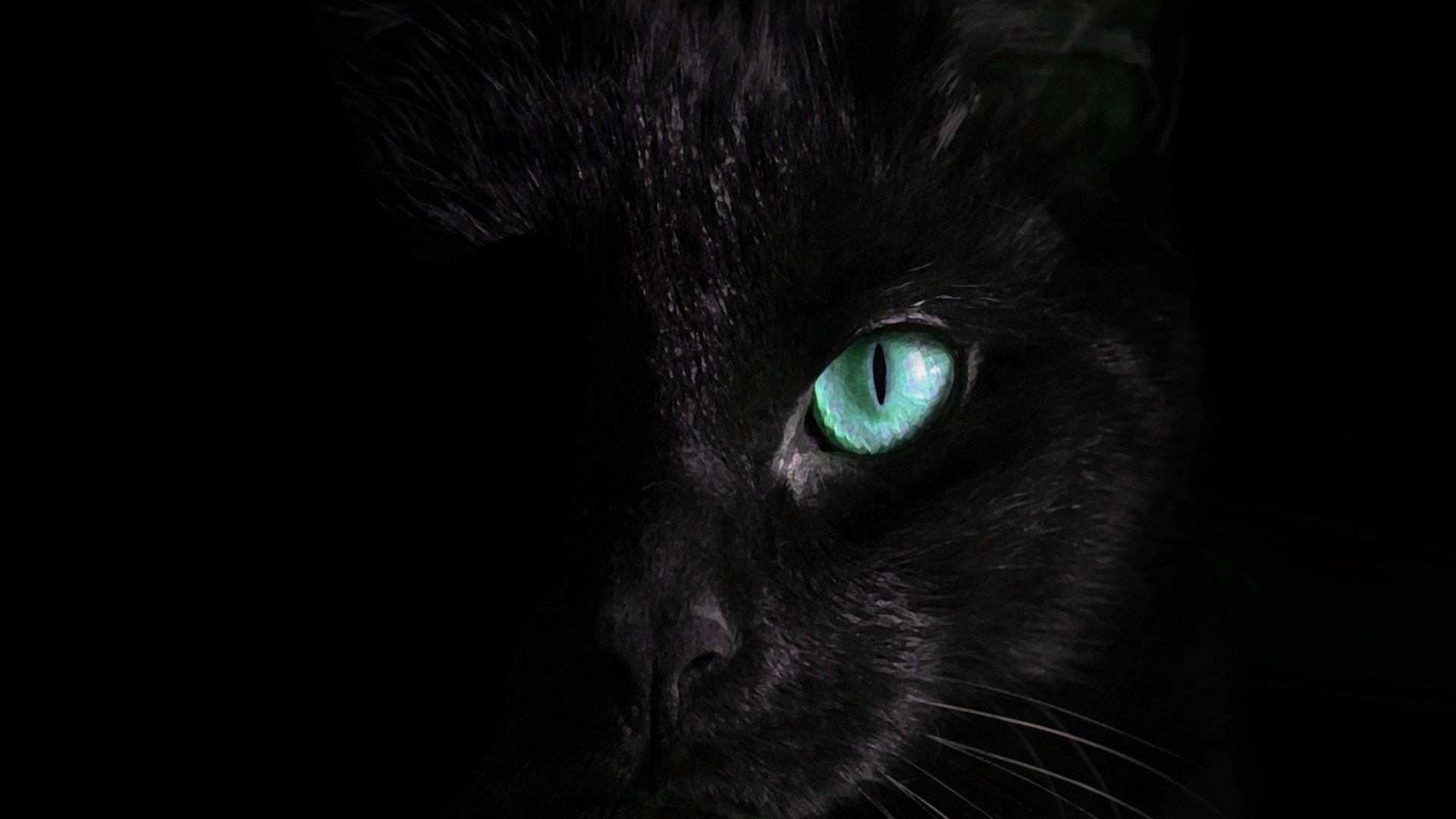 wallpaper et fond d'écran chats noirs black cats félin feline animals animaux beau beautiful yeux eyes portrait photo photographie photography