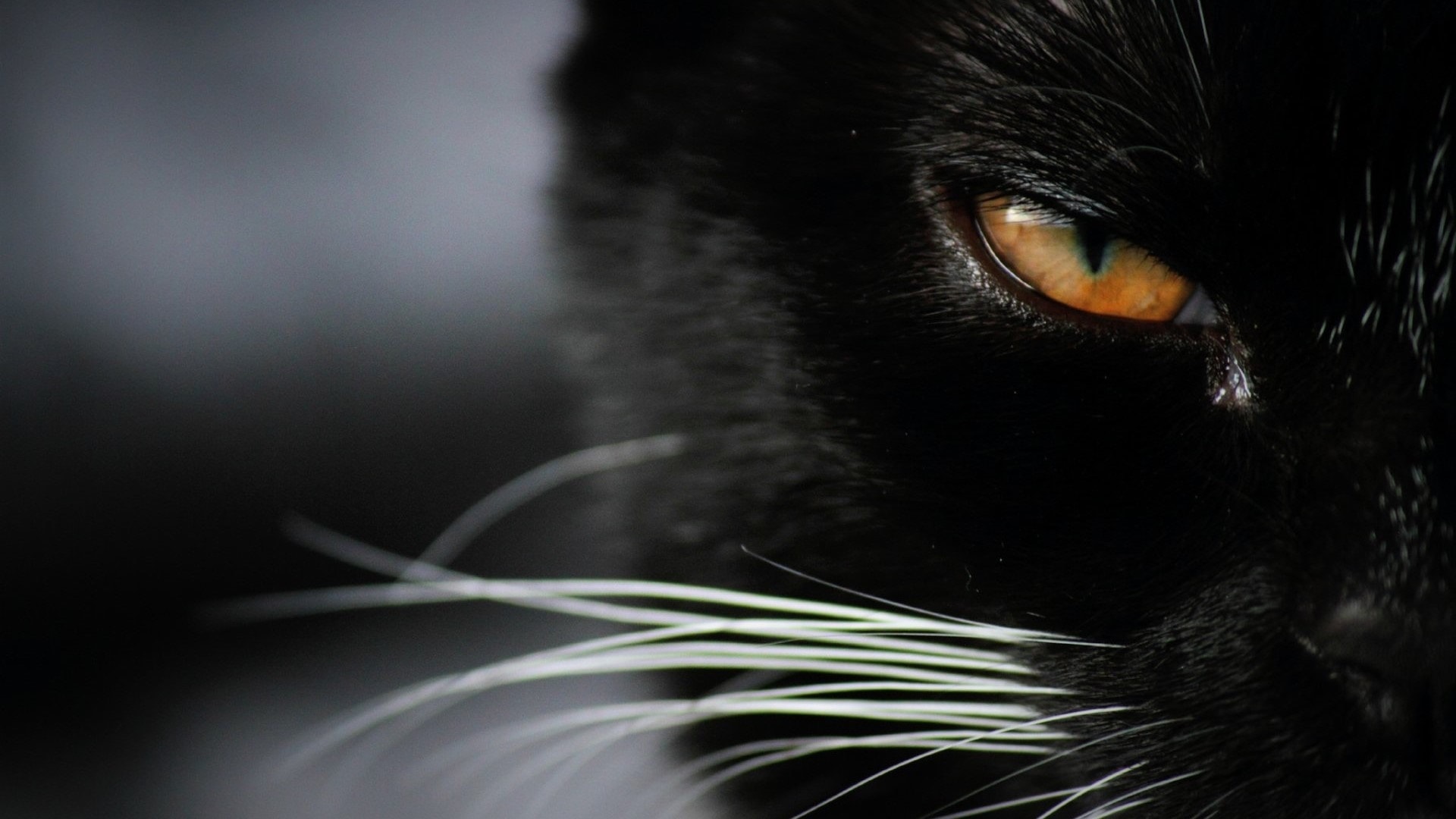 wallpaper et fond d'écran chats noirs black cats félin feline animals animaux beau beautiful yeux eyes portrait photo photographie photography