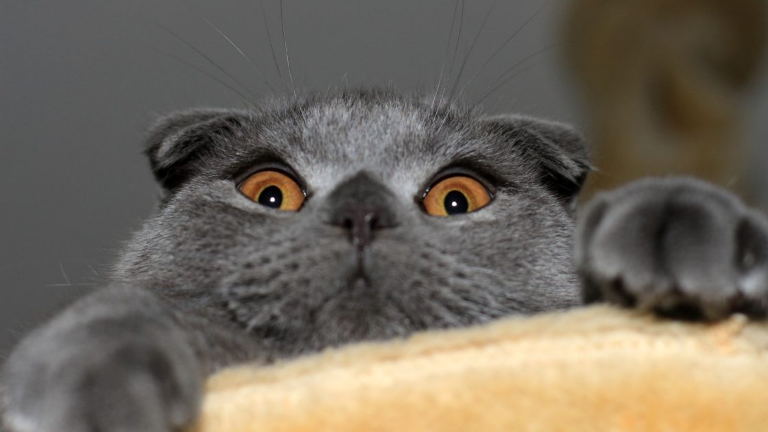 wallpaper et fond d'écran chat drôle cat funny amusant animals animaux félin feline mignon cute photo photographie photography