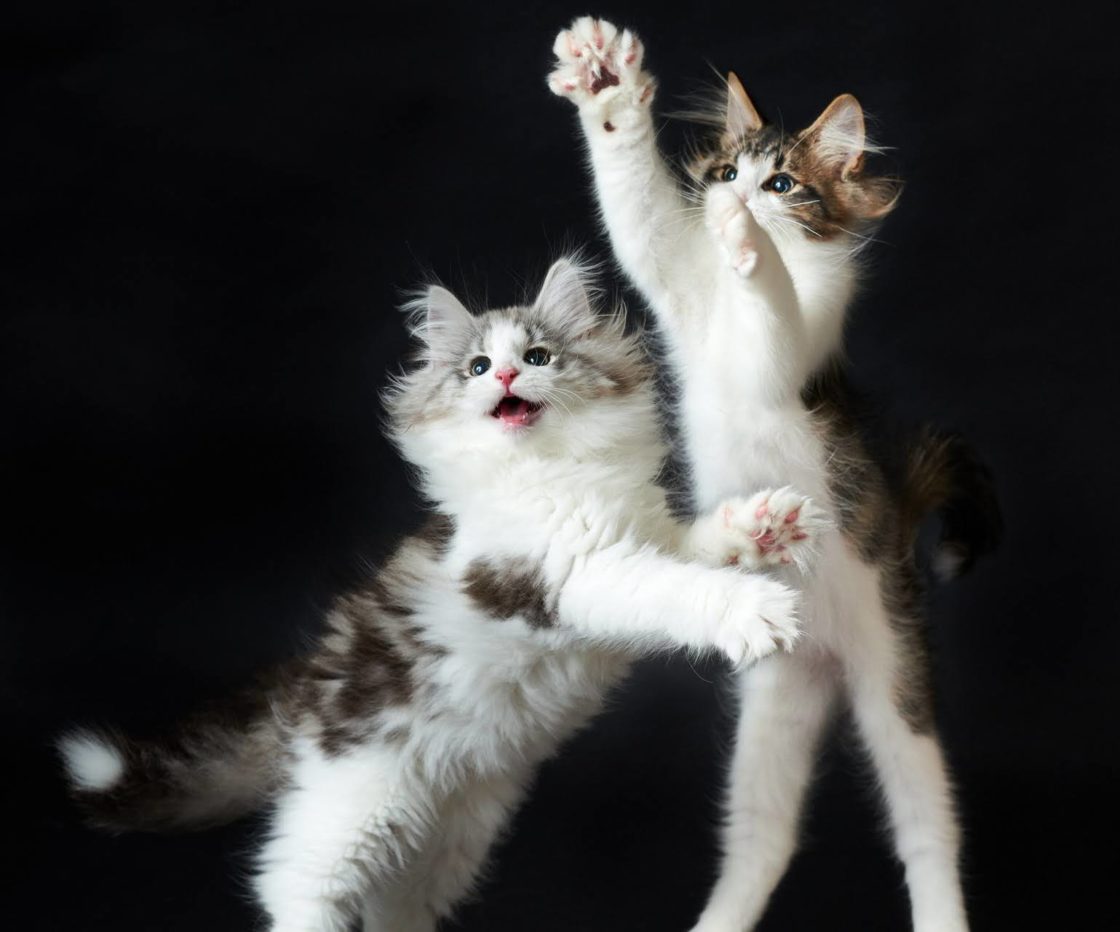 wallpaper et fond d'écran chatons joueurs Playful kittens animals animaux mignon cute chat cat félin feline drôle funny photo photographie photography