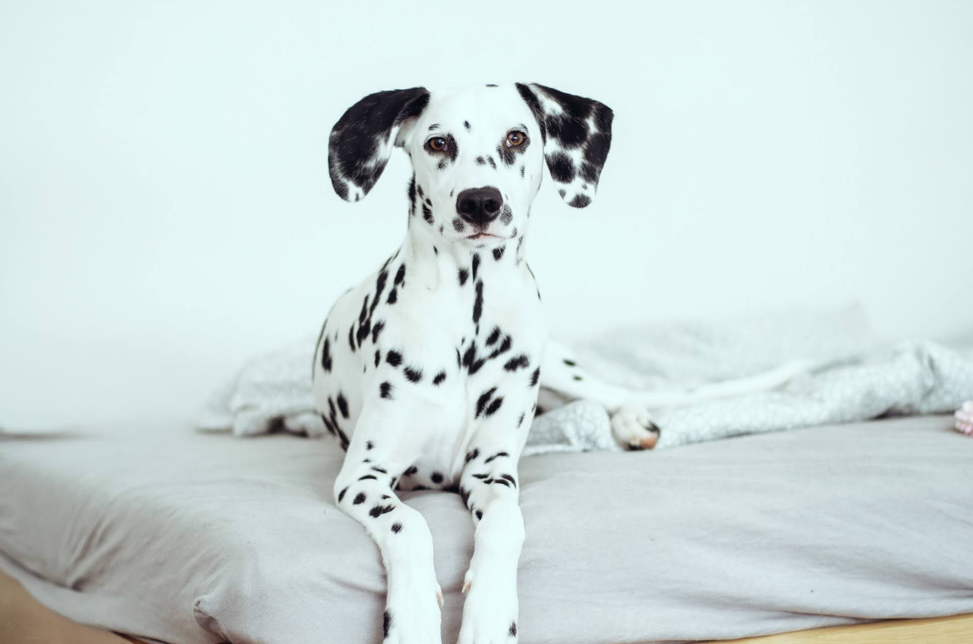 wallpaper et fond d'écran chien dog Dalmatien race animals animaux beau beautiful tâches puppy dalmatian photo photographie photography