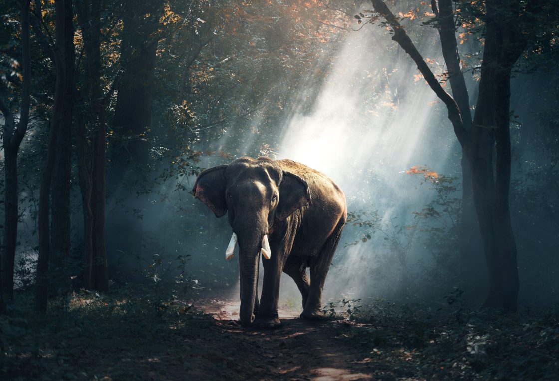 wallpaper et fond d'écran éléphant elephant animals animaux forêt nature beau beautiful paysage afrique savane photo photographie photography