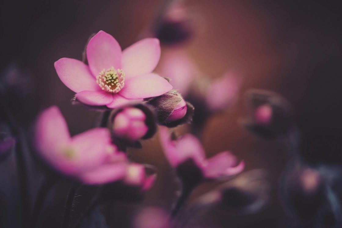 wallpaper et fond d'écran fleurs roses flowers pink pétales belle beautiful nature macro jardin fleuri photo photographie photography